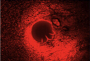 fuda19_330484.png fuda19_330484.png